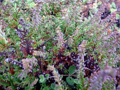 Ericeae