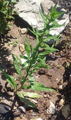 Symphyotrichum novae-angliae