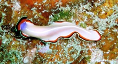 Pseudoceros bimarginatus