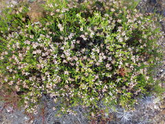 Ericeae