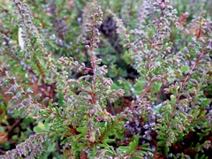 Ericeae