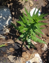 Symphyotrichum novae-angliae
