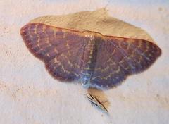 Melanocinclis lineigera