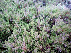 Ericeae