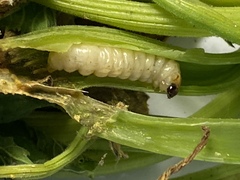 Eichlinia cucurbitae