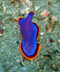 Pseudoceros ferrugineus