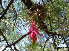 Tillandsia erubescens