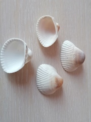 Anadara inaequivalvis