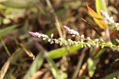 Polygala paniculata
