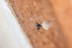 Parasteatoda tabulata