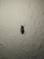 Eremocoris fenestratus