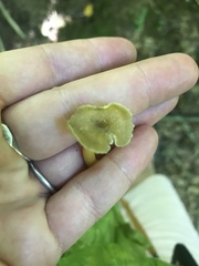 Hygrocybe caespitosa