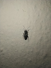 Eremocoris fenestratus