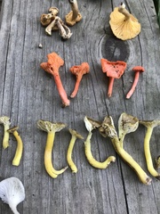 Hygrocybe caespitosa