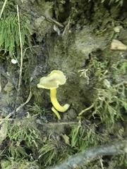 Hygrocybe caespitosa