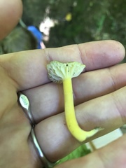 Hygrocybe caespitosa