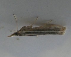 Orocrambus enchophorus