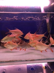 Barbonymus schwanefeldii