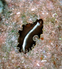 Pseudobiceros flowersi