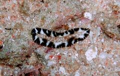Maritigrella fuscopunctata