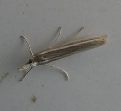 Orocrambus enchophorus