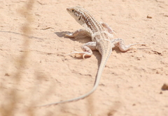 Acanthodactylus opheodurus