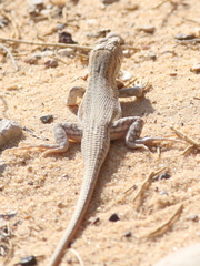 Acanthodactylus boskianus