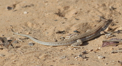 Acanthodactylus boskianus