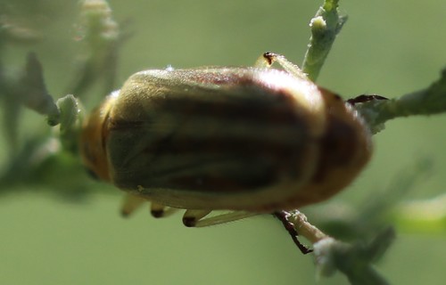 Northern Tamarisk Beetle photo 4