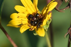 Haplorhynchites aeneus