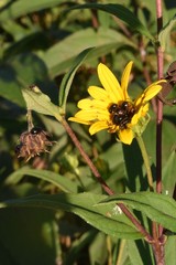 Haplorhynchites aeneus