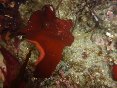 Constantinea simplex