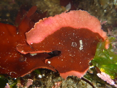 Constantinea simplex