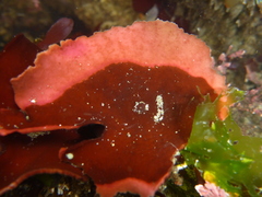 Constantinea simplex