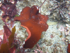 Constantinea simplex