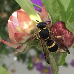 Ancistrocerus parietum