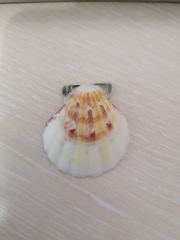 Flexopecten glaber ponticus