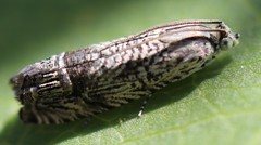 Ofatulena duodecemstriata