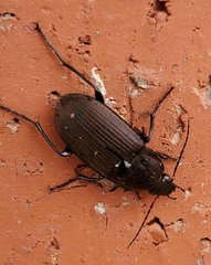 Chlaenius tomentosus