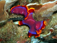 Pseudoceros ferrugineus