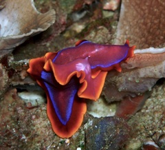 Pseudoceros ferrugineus