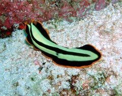 Pseudoceros dimidiatus