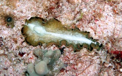 Pseudobiceros flowersi