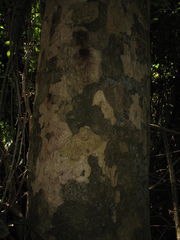 Astronium graveolens