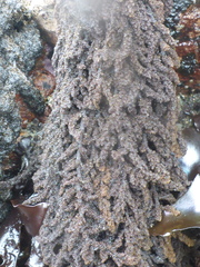 Callithamnion pikeanum