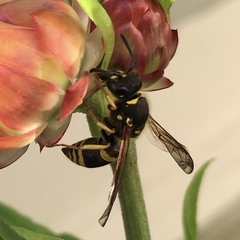 Ancistrocerus parietum