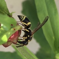 Ancistrocerus parietum