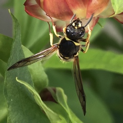Ancistrocerus parietum