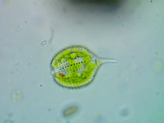 Phacus hispidulus