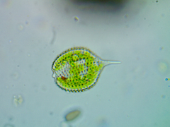 Phacus hispidulus